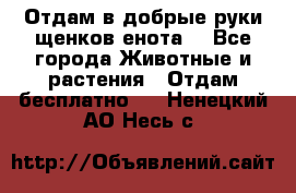 Отдам в добрые руки щенков енота. - Все города Животные и растения » Отдам бесплатно   . Ненецкий АО,Несь с.